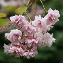Prunus Kiku-shidare-zakura | Bare Root