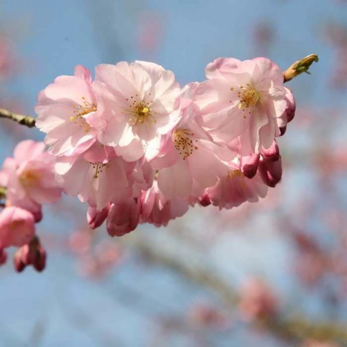 Prunus Accolade | Bare Root 1 Prunus Accolade | Bare Root