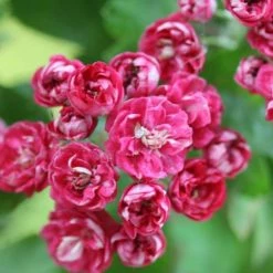 Crataegus Laevigata Paul's Scarlet | Bare Root