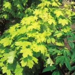 Acer Platanoides Princeton Gold ('Prigo') (PBR) | Bare Root