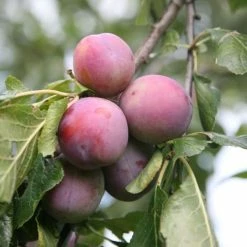 Plum Marjorie's Seedling | Vva-1 Bare Root