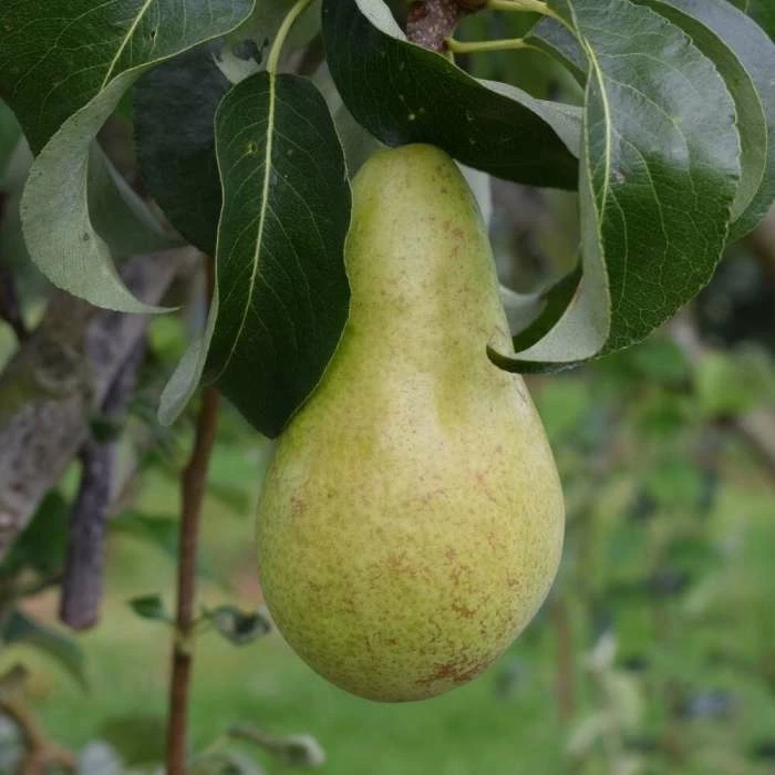 Pear Concorde | Quince A Bare Root 1 Pear Concorde | Quince A Bare Root