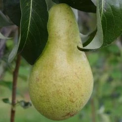 Pear Concorde | Quince E Bare Root