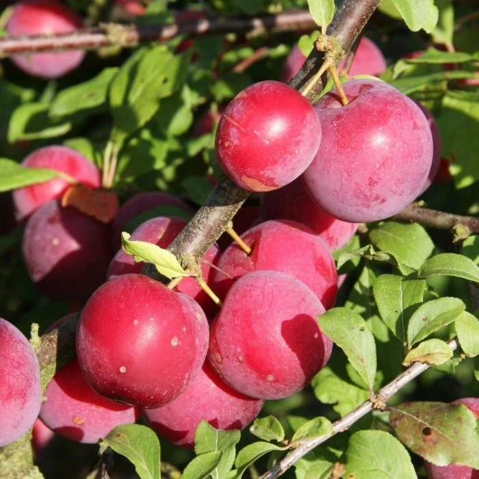 Plum Mirabelle Countess | StJulien A Bare Root 1 Plum Mirabelle Countess | StJulien A Bare Root