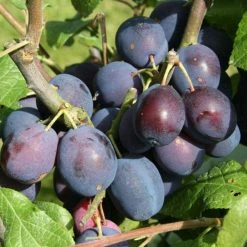 Damson Merryweather Damson | StJulien A Bare Root