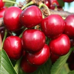 Cherry Sunburst | Colt Bare Root