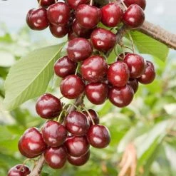 Cherry Penny | Gisela 5 Bare Root