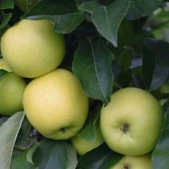 Apple Greensleeves | Mm106 Bare Root