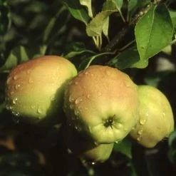Apple Golden Delicious | Mm106 Bare Root