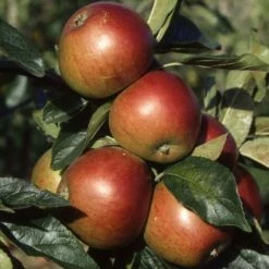 Apple Ellison's Orange | Mm106 Bare Root