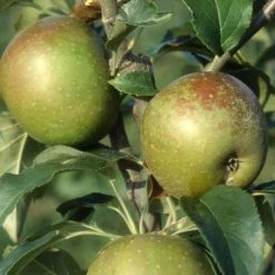 Apple Egremont Russet | Mm106 Bare Root