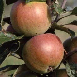 Apple Dabinett (Cider) | Mm106 Bare Root