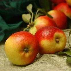 Apple Ballerina Samba (Ballerina Series) | M116 Bare Root