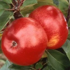 Apple Ballerina Flamenco (Ballerina Series) | M116 Bare Root