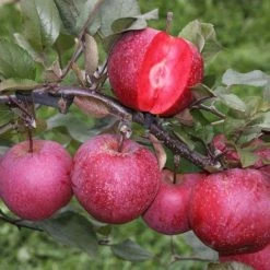Apple Tickled Pink ('Baya Marisa') (PBR) | Mm106 Bare Root