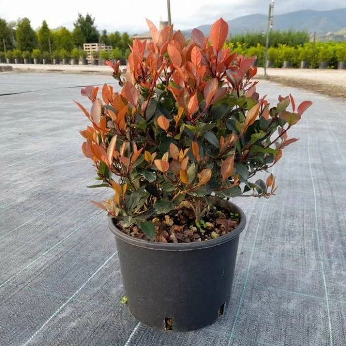 30cm Photinia 'Little Red Robin' Ball | 6L Pot 1 30cm Photinia 'Little Red Robin' Ball | 6L Pot