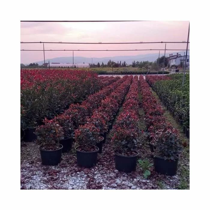 30cm Photinia 'Little Red Robin' Ball | 6L Pot 2 30cm Photinia 'Little Red Robin' Ball | 6L Pot - Image 2
