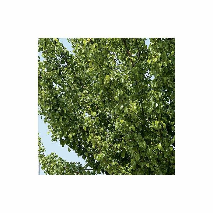Pyrus Calleryana 'Chanticleer' | Ornamental Pear Tree | 9L Pot | 120-150cm 3 Pyrus Calleryana 'Chanticleer' | Ornamental Pear Tree | 9L Pot | 120-150cm - Image 3