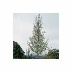 Pyrus Calleryana 'Chanticleer' | Ornamental Pear Tree | 9L Pot | 120-150cm 9 Pyrus Calleryana 'Chanticleer' | Ornamental Pear Tree | 9L Pot | 120-150cm -botanical garden shop TR87583 add image 4 18ec