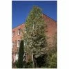 Pyrus Calleryana 'Chanticleer' | Ornamental Pear Tree | Bare Root| 120-150cm