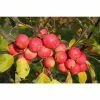 Malus 'Jelly King' | Culinary Crab Apple Tree | 9L Pot | 120-150cm