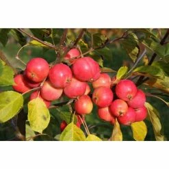 Malus 'Jelly King' | Culinary Crab Apple Tree | 9L Pot | 120-150cm