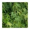 Acer Palmatum 'Seiryū' | Japanese Maple Tree | 7.5L Pot | 120-150cm
