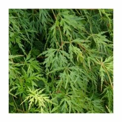 Acer Palmatum 'Seiryū' | Japanese Maple Tree | 7.5L Pot | 120-150cm