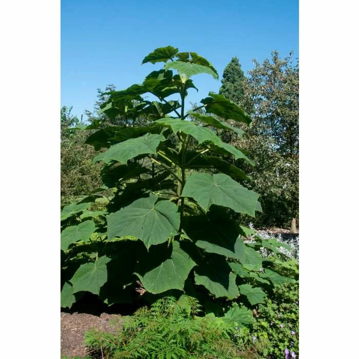 Paulownia Tomentosa | Fox Glove Tree | 9L Pot | 120-150cm 1 Paulownia Tomentosa | Fox Glove Tree | 9L Pot | 120-150cm