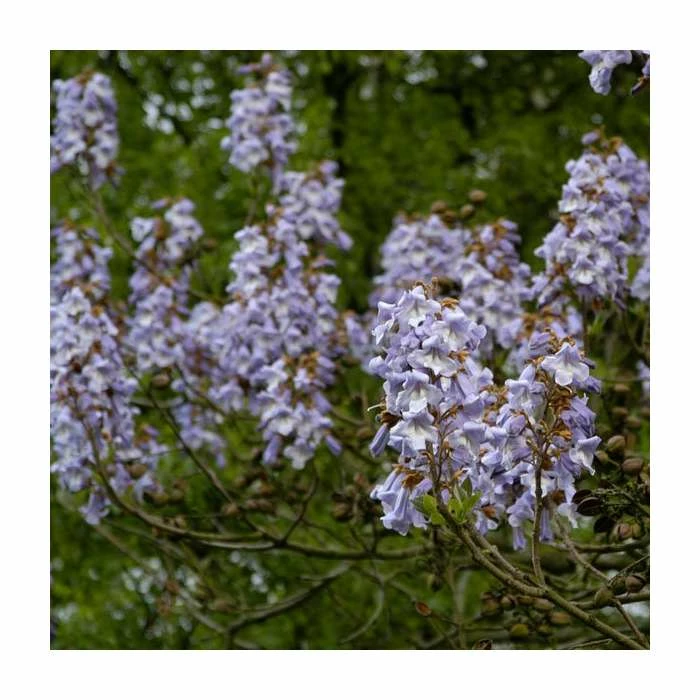 Paulownia Tomentosa | Fox Glove Tree | 9L Pot | 120-150cm 2 Paulownia Tomentosa | Fox Glove Tree | 9L Pot | 120-150cm - Image 2