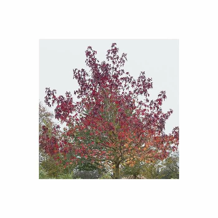Liquidambar Styraciflua 'Worplesdon' | Sweet Gum Tree | 9L Pot | 120-150cm 1 Liquidambar Styraciflua 'Worplesdon' | Sweet Gum Tree | 9L Pot | 120-150cm
