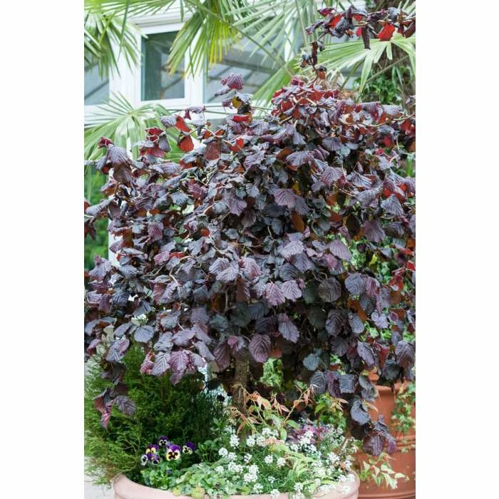 Corylus Avellana 'Red Majestic' (PBR) | Purple Twisted Hazel Tree | 9L Pot | 120-150cm 1 Corylus Avellana 'Red Majestic' (PBR) | Purple Twisted Hazel Tree | 9L Pot | 120-150cm