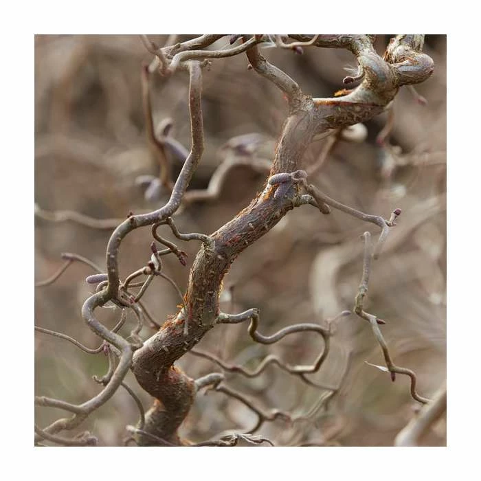 Corylus Avellana 'Red Majestic' (PBR) | Purple Twisted Hazel Tree | 9L Pot | 120-150cm 2 Corylus Avellana 'Red Majestic' (PBR) | Purple Twisted Hazel Tree | 9L Pot | 120-150cm - Image 2