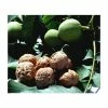 4-5ft Juglans Regia | Common Walnut Seedling | 9L Pot