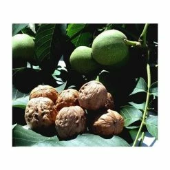 4-5ft Juglans Regia | Common Walnut Seedling | 9L Pot