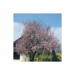 Prunus Cerasifera 'Nigra' | Purple Leaved Flowering Cherry Tree | 18L Pot | 200-240cm Half Standard 8 Prunus Cerasifera 'Nigra' | Purple Leaved Flowering Cherry Tree | 18L Pot | 200-240cm Half Standard -botanical garden shop TR9910 add image 2 0f0f