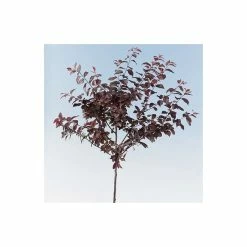 Prunus Cerasifera 'Nigra' | Purple Leaved Flowering Cherry Tree | 18L Pot | 200-240cm Half Standard 9 Prunus Cerasifera 'Nigra' | Purple Leaved Flowering Cherry Tree | 18L Pot | 200-240cm Half Standard -botanical garden shop TR9910 add image 3 1692