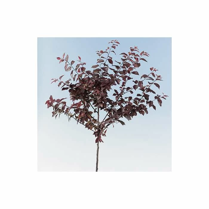 Prunus Cerasifera 'Nigra' | Purple Leaved Flowering Cherry Tree | 18L Pot | 200-240cm Half Standard 5 Prunus Cerasifera 'Nigra' | Purple Leaved Flowering Cherry Tree | 18L Pot | 200-240cm Half Standard - Image 5