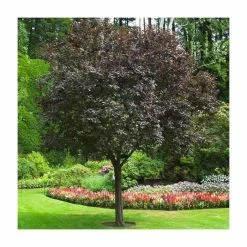 Prunus Cerasifera 'Nigra' | Purple Leaved Flowering Cherry Tree | 18L Pot | 200-240cm Half Standard