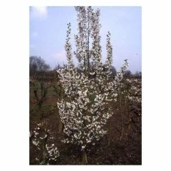 Prunus 'Snow Goose' | Upright Cherry Blossom Tree | 18L Pot | 200-240cm Half Standard