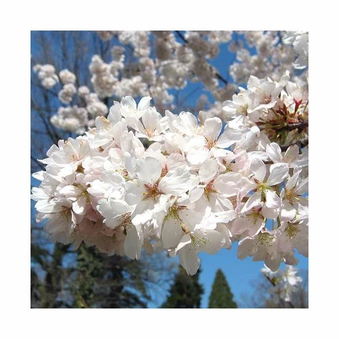 Prunus X Yedoensis 'Shidare-Yoshino' | Weeping Yoshino Cherry Blossom Tree | 18L Pot | 200-240cm Half Standard 5 Prunus X Yedoensis 'Shidare-Yoshino' | Weeping Yoshino Cherry Blossom Tree | 18L Pot | 200-240cm Half Standard - Image 5