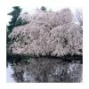 Prunus X Yedoensis 'Shidare-Yoshino' | Weeping Yoshino Cherry Blossom Tree | 18L Pot | 200-240cm Half Standard