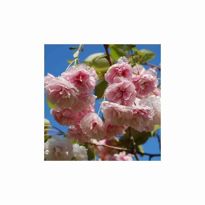 Prunus 'Shirofugen' | Cherry Blossom Tree | 18L Pot | 200-240cm Half Standard 3 Prunus 'Shirofugen' | Cherry Blossom Tree | 18L Pot | 200-240cm Half Standard - Image 3