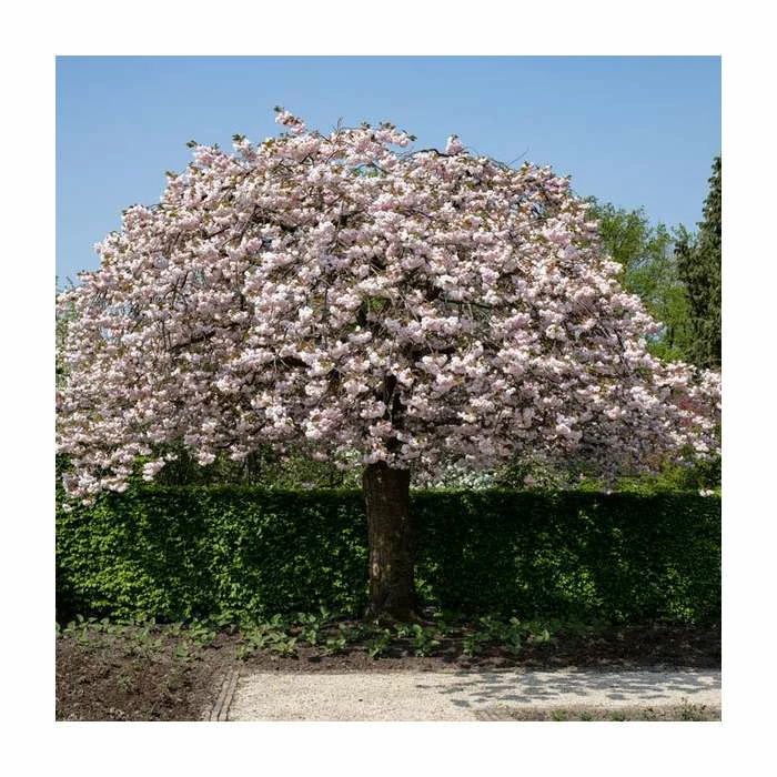 Prunus 'Shirofugen' | Cherry Blossom Tree | 18L Pot | 200-240cm Half Standard 1 Prunus 'Shirofugen' | Cherry Blossom Tree | 18L Pot | 200-240cm Half Standard