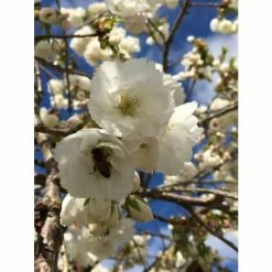 Prunus 'Shirotae' | Mount Fuji Cherry Blossom Tree | 18L Pot | 200-240cm Half Standard -botanical garden shop TR9917 add image 1 b15d