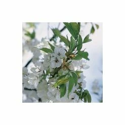 Prunus 'Shirotae' | Mount Fuji Cherry Blossom Tree | 18L Pot | 200-240cm Half Standard -botanical garden shop TR9917 add image 2 619d