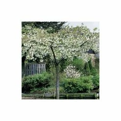 Prunus 'Shirotae' | Mount Fuji Cherry Blossom Tree | 18L Pot | 200-240cm Half Standard