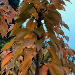 Prunus 'Kanzan' | Cherry Blossom Tree | 36L Pot | 240-280cm Full Standard 13 Prunus 'Kanzan' | Cherry Blossom Tree | 36L Pot | 240-280cm Full Standard -botanical garden shop TR9919 add image 1 dedf