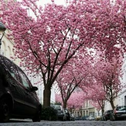 Prunus 'Kanzan' | Cherry Blossom Tree | 36L Pot | 240-280cm Full Standard 14 Prunus 'Kanzan' | Cherry Blossom Tree | 36L Pot | 240-280cm Full Standard -botanical garden shop TR9919 add image 2 6379
