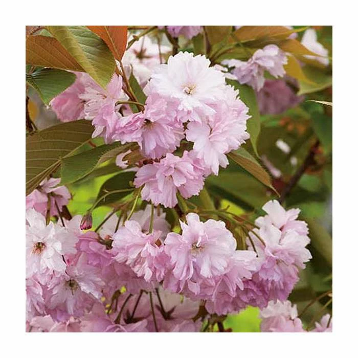 Prunus 'Kanzan' | Cherry Blossom Tree | 36L Pot | 240-280cm Full Standard 5 Prunus 'Kanzan' | Cherry Blossom Tree | 36L Pot | 240-280cm Full Standard - Image 5